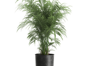 decorative palm in a flowerpot for the interior 900 3Dモデル