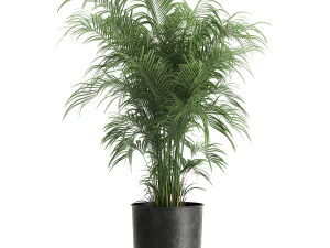 декоративная пальма в вазоне для интерьера 900 3D Модель