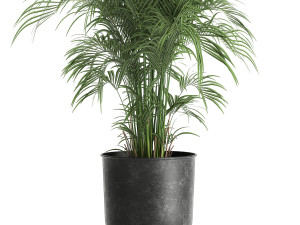 decorative palm in a flowerpot for the interior 900 3D Model