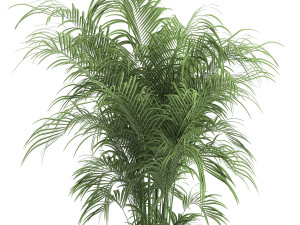 decorative palm in a flowerpot for the interior 900 3D Model