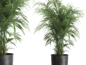 decorative palm in a flowerpot for the interior 900 3D Model
