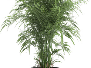 decorative palm in a flowerpot for the interior 900 3D Model