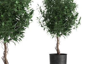 ficus benjamina in a flowerpot for the interior 901 3D Model