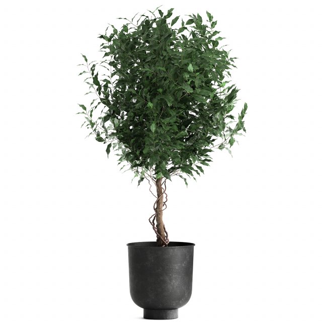 ficus benjamina in a flowerpot for the interior 901 3D Model .c4d .max .obj .3ds .fbx .stl .blend