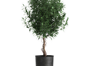 ficus benjamina in a flowerpot for the interior 901 3D Model