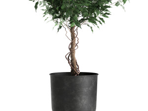 ficus benjamina in a flowerpot for the interior 901 3D Model