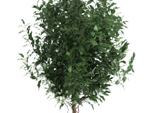 ficus benjamina in a flowerpot for the interior 901 3D Model