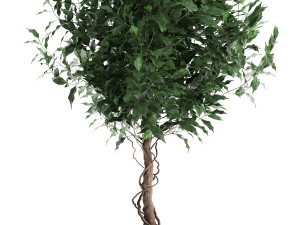 ficus benjamina in a flowerpot for the interior 901 3D Model