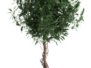 ficus benjamina in a flowerpot for the interior 901 3D Model
