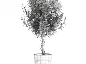 ficus benjamina in a flowerpot for the interior 901 3D Model