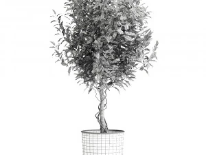 ficus benjamina in a flowerpot for the interior 901 3D Model