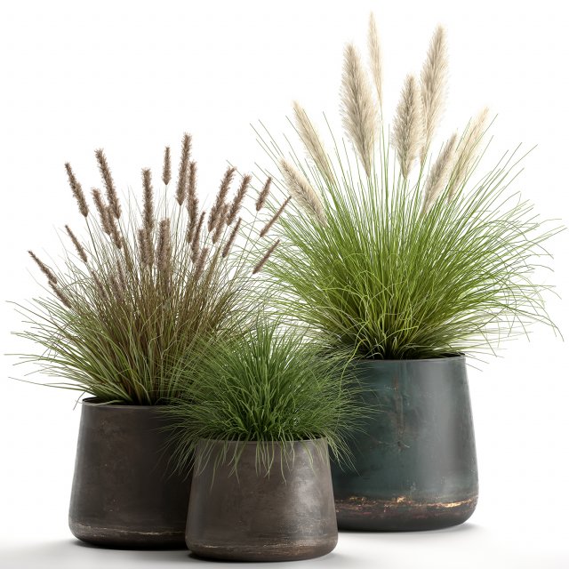 pennisetum in a flowerpot for the interior 902 3D Модель .c4d .max .obj .3ds .fbx .stl .blend