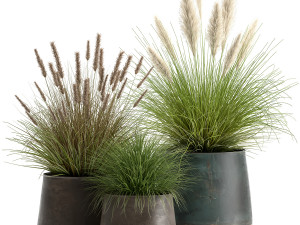 pennisetum in a flowerpot for the interior 902 3D Model