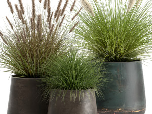 pennisetum in a flowerpot for the interior 902 3D Модель