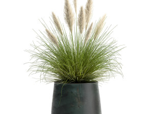 pennisetum in a flowerpot for the interior 902 3D Модель