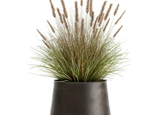 pennisetum in a flowerpot for the interior 902 3D Модель