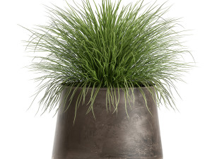 pennisetum in a flowerpot for the interior 902 3D Модель