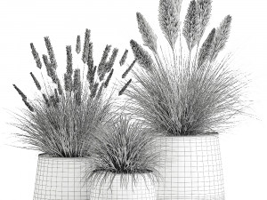 pennisetum in a flowerpot for the interior 902 3D Модель