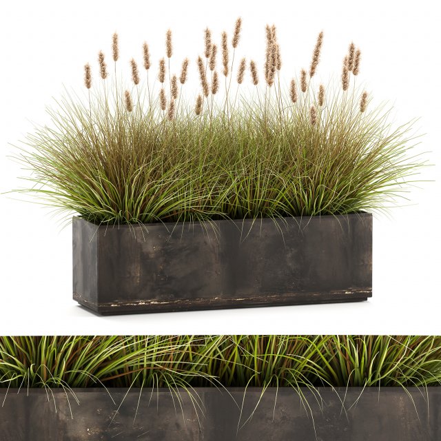 reeds in a flowerpot for the interior 904 Modèle 3D .c4d .max .obj .3ds .fbx .stl .blend 