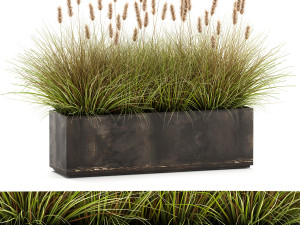 reeds in a flowerpot for the interior 904 3D मॉडल