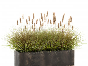 reeds in a flowerpot for the interior 904 Modèle 3D