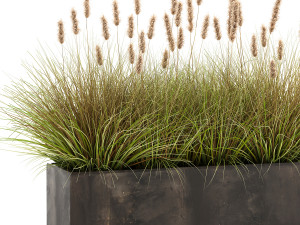 reeds in a flowerpot for the interior 904 Modèle 3D