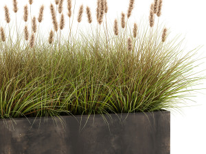 reeds in a flowerpot for the interior 904 Modèle 3D