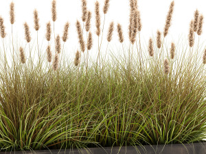 reeds in a flowerpot for the interior 904 Modèle 3D