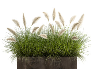 reeds in a flowerpot for the interior 905 3D Model