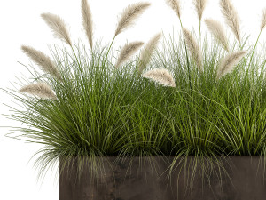 reeds in a flowerpot for the interior 905 3D Model