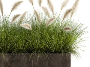 reeds in a flowerpot for the interior 905 3D Model