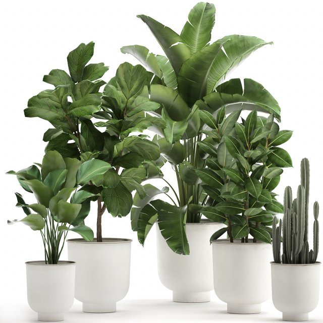 houseplants in a white pot for the interior 906 3D Model .c4d .max .obj .3ds .fbx .stl .blend 