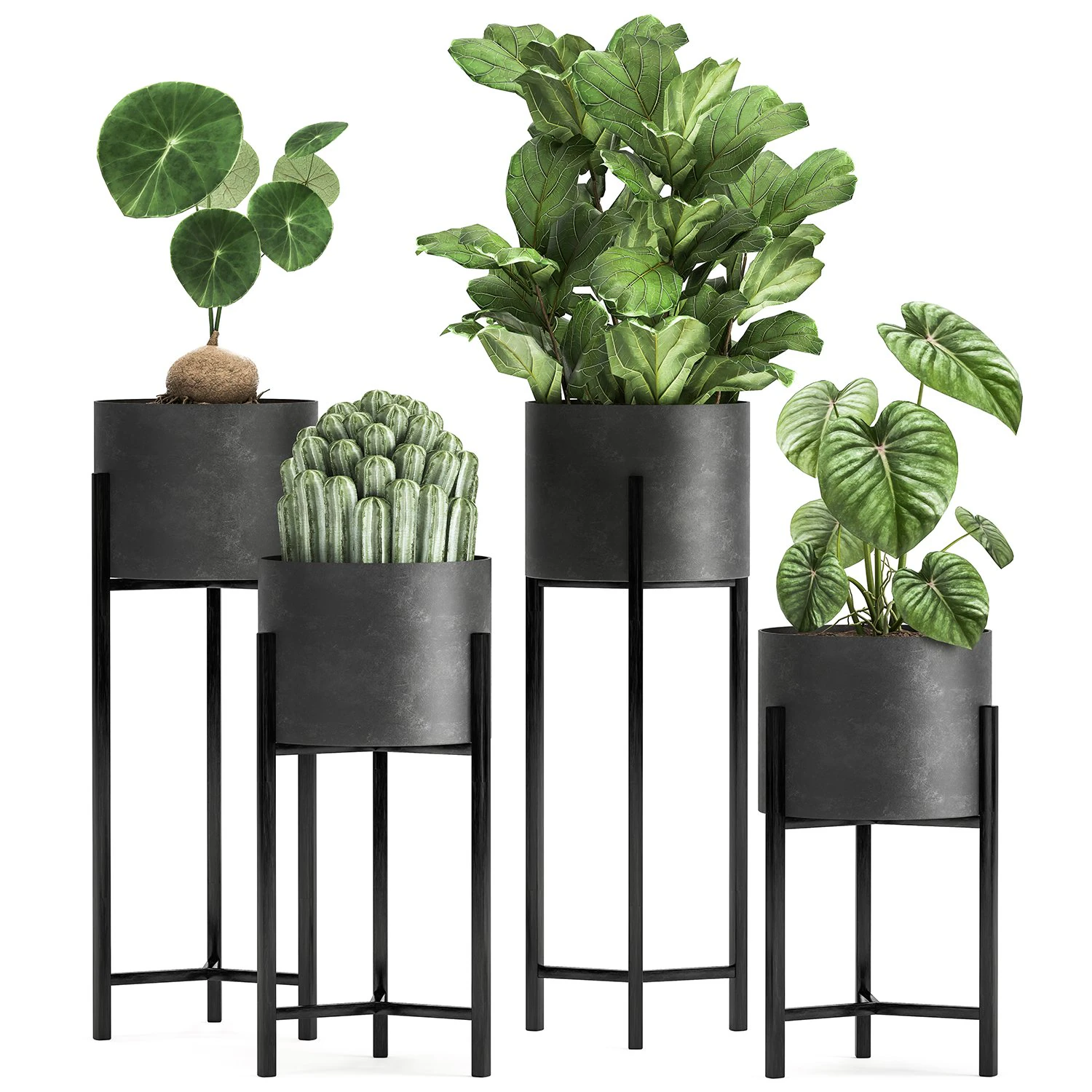 houseplants in a black pot for the interior 909 3D Model .c4d .max .obj .3ds .fbx .stl .blend