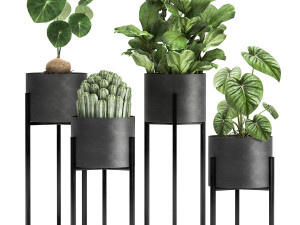 houseplants in a black pot for the interior 909 3D Model