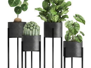 इंटीरियर के लिए काले गमले में हाउसप्लांट 909 3D मॉडल