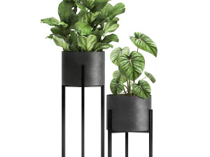 houseplants in a black pot for the interior 909 3D Model