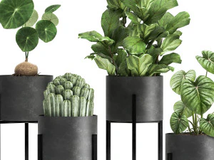 houseplants in a black pot for the interior 909 3D Model