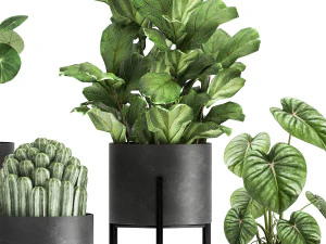 houseplants in a black pot for the interior 909 3D Model