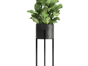 houseplants in a black pot for the interior 909 3D Model