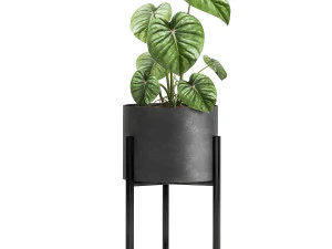 houseplants in a black pot for the interior 909 3D Model
