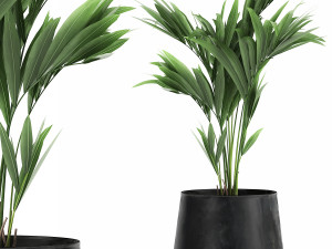 decorative palm in a flowerpot for the interior 910 Modelo 3D