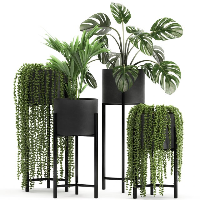 houseplants in a black pot for the interior 911 Model 3D .c4d .max .obj .3ds .fbx .stl .blend 