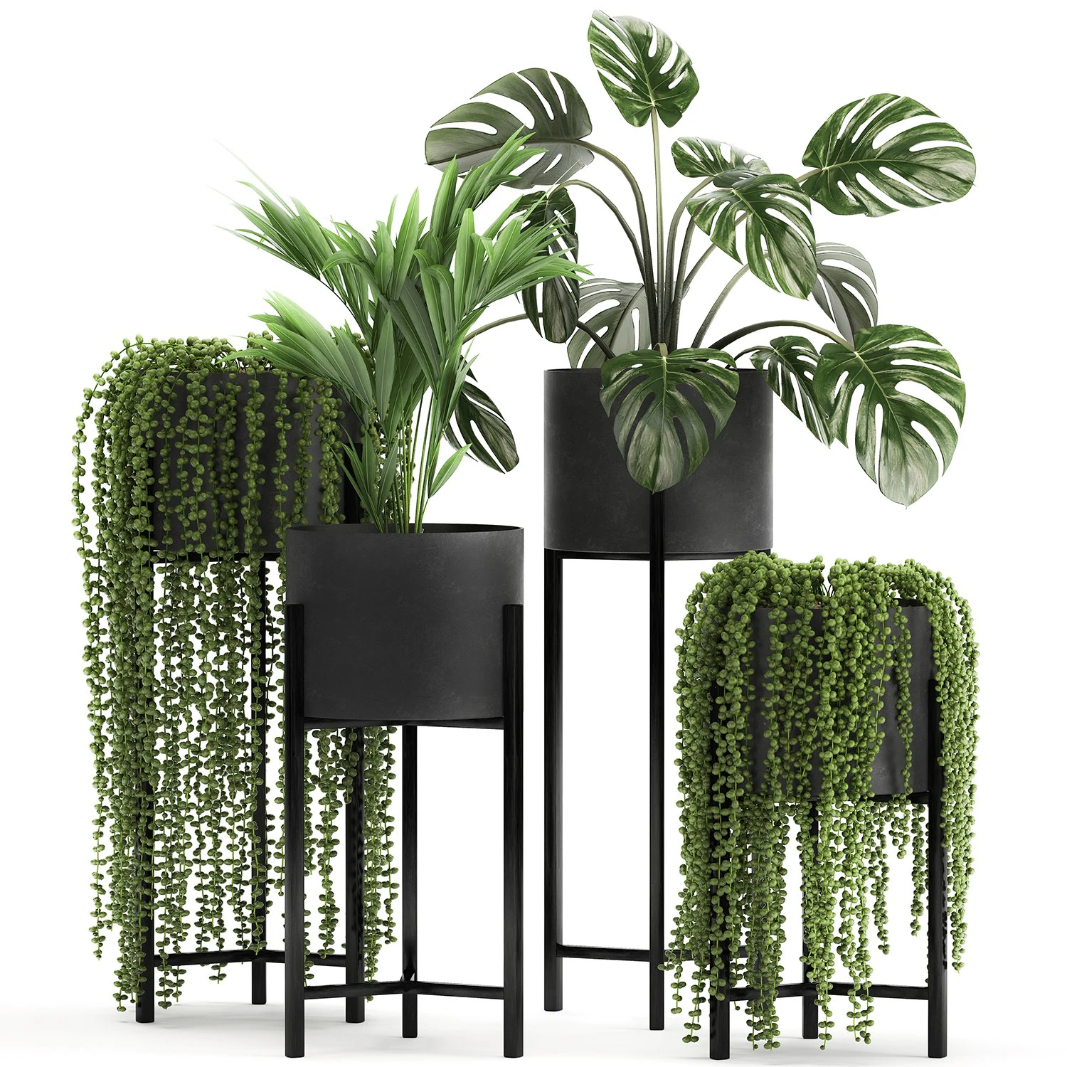 houseplants in a black pot for the interior 911 3D Model .c4d .max .obj .3ds .fbx .stl .blend 