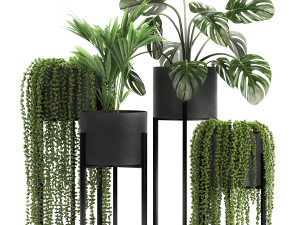 houseplants in a black pot for the interior 911 Modelo 3D