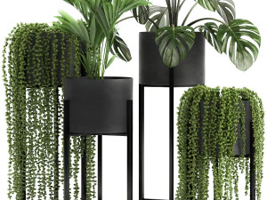 houseplants in a black pot for the interior 911 3D Model