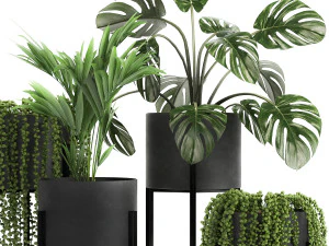 houseplants in a black pot for the interior 911 3D Model