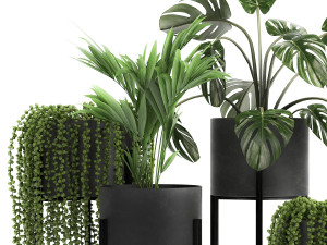 houseplants in a black pot for the interior 911 Model 3D
