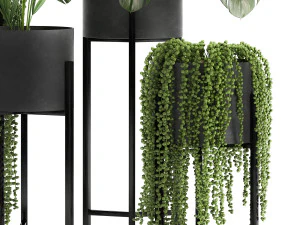 houseplants in a black pot for the interior 911 3D Model