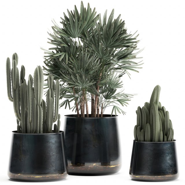 houseplants in a black pot for the interior 912 3D Модель .c4d .max .obj .3ds .fbx .stl .blend 