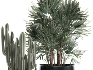 houseplants in a black pot for the interior 912 3D Модель